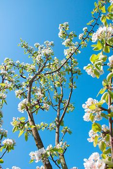  The spring, the blue sky, apple-tree costs in colours 