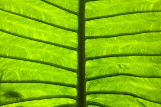 Branches of leaves. With large leaves, branches, leaves, spread out.