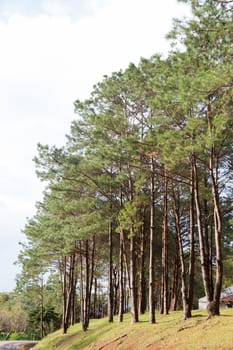 Pines growing on the grassy knoll. Pine growing on the lawn on a hill in the park.