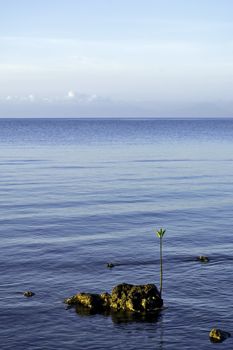 Lone sea mangrove seedling along a Philippine coast