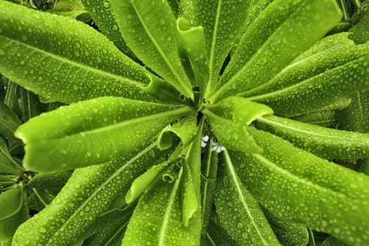 Close up of star-shaped plant in a garden