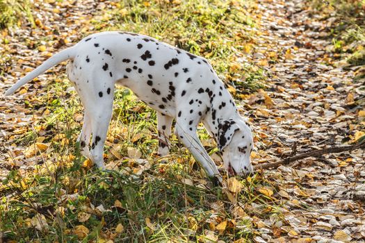 Dalmatians walks in autumn forest