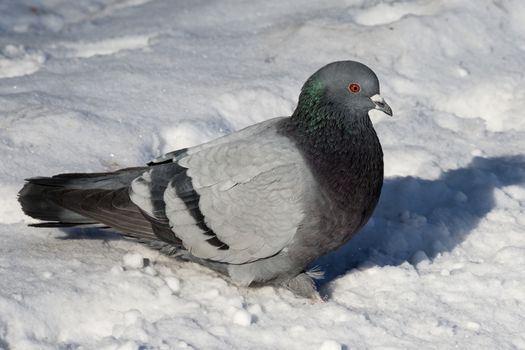 rock pigeon sitting in the snow in the winter