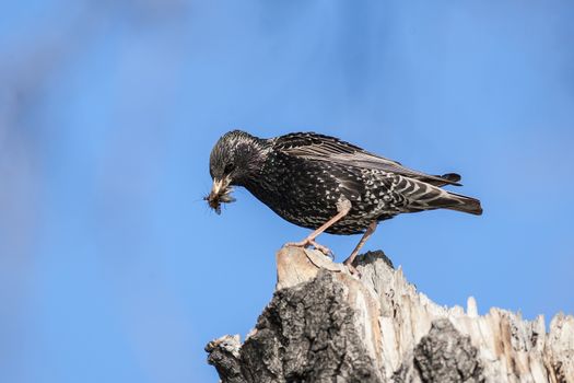 The starling with the caught insects sits on an old stump