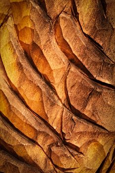 abstract background or texture yellow Gouged wooden board