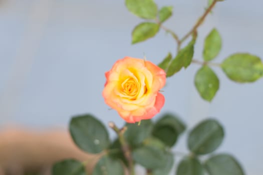 Orange rose growing in the garden, stock photo