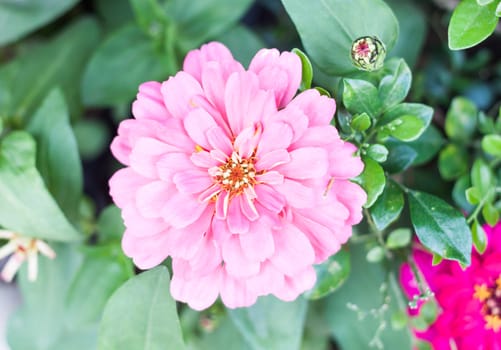 Blossom beautiful pink flower in garden, stock photo