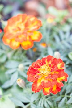 Blossom beautiful orange flower in garden, stock photo