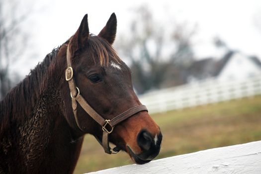 Beautiful horse in the pasture with a barn in the background.