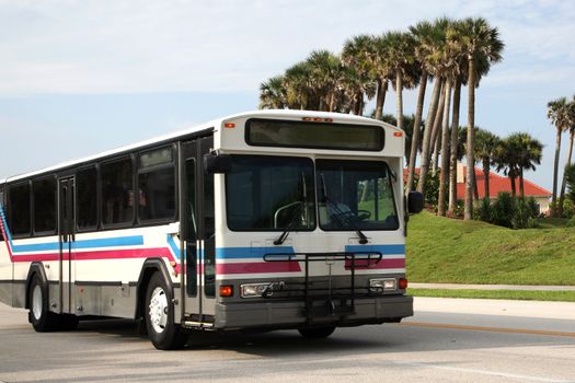 Transit bus in front of a row of palm trees.