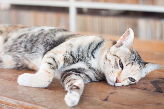 Siamese cat lying on wooden table, stock photo