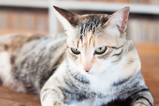 Siamese cat lying on wooden table, stock photo