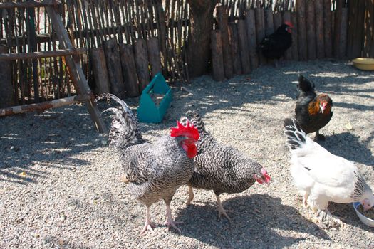 Colored roosters and hens pecking grain in the summer paddock
