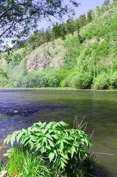 Green bush on a background of green forest and river slope