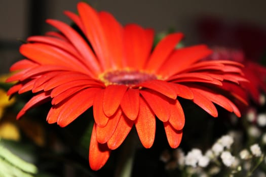 Background of large orange-red gerbera 