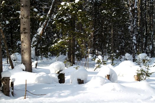 Stumps covered with snow on a background of a winter forest Siberian
