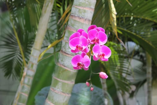 orchid flower on a background of greens and bamboo