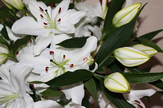 Flowers of white garden lilies and not disclose buds 