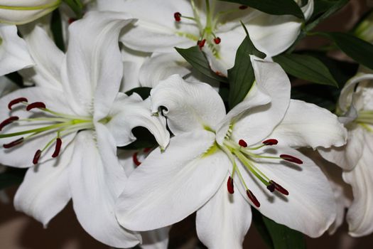 Background of three garden white lilies 