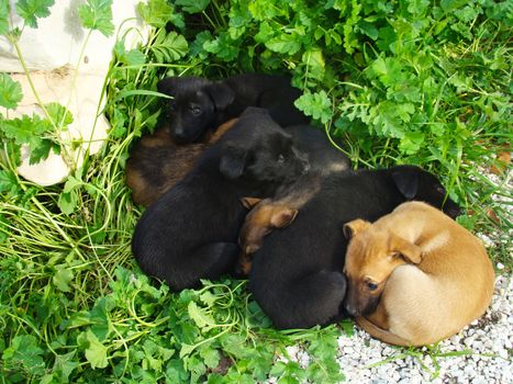Lot of puppies lying on the grass in the spring sunshine