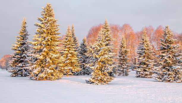 Panoramic view of the snow covered trees in the morning light