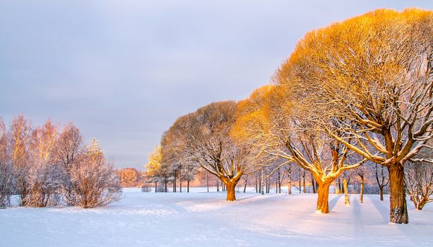 Panoramic view of the brittle willows in a  warm morning light in a winter park