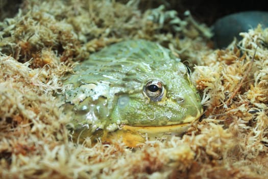 Yellow-green frog camouflaged in a brown moss