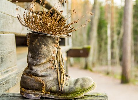 Old worn leather boot used as flower vase in the nature