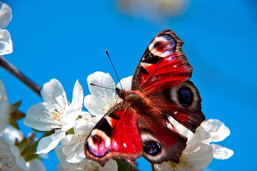 The spring, apple-tree costs in colours and the butterfly sits on a flower 