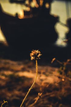 grass flower evening vintage style
