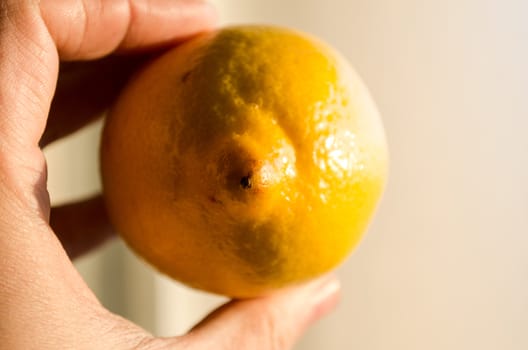 Lemon in woman hands
