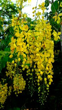Yellow flower of Golden shower (Cassia fistula) on tree.