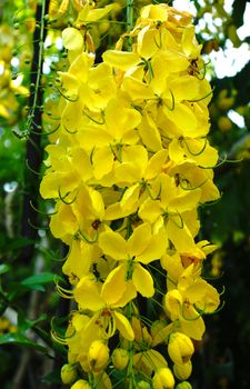 Yellow flower of Golden shower (Cassia fistula) on tree.