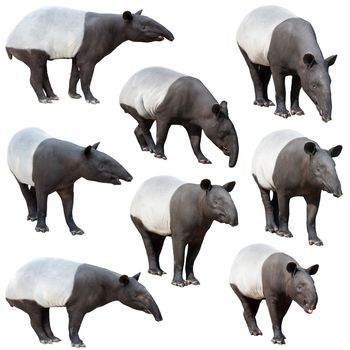 Malayan tapir or Asian tapir collection isolated on white background