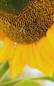 a bee probes around on a big sunflower