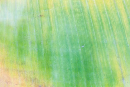 withered green and yellow banana leaf background with lines