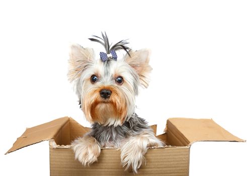 Yorkshire Terrier in cardboard box