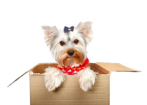 Yorkshire Terrier in cardboard box