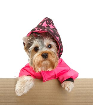 Yorkshire Terrier in cardboard box