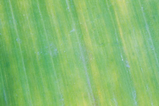 withered green and yellow banana leaf background with lines