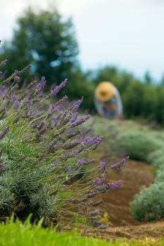 Gardener harvesting lavender on Maui hillside in Hawaii