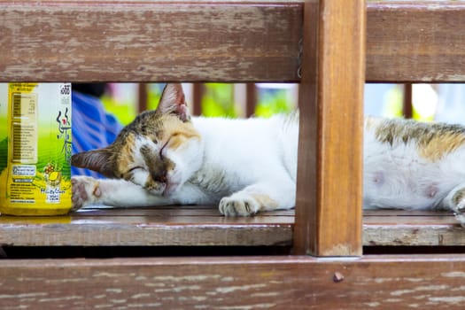 A kat taking life easy, resting in a bench