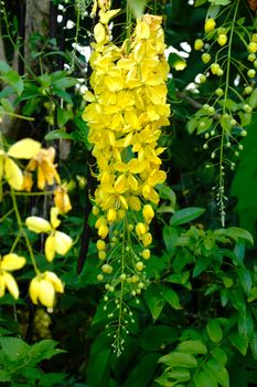 Yellow flower of Golden shower (Cassia fistula) on tree.