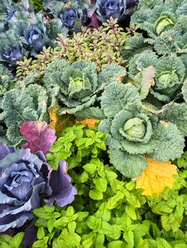 Colorful summer vegetable garden with cabbage and herbs.