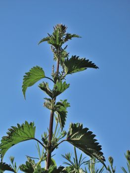 Stinging nettle