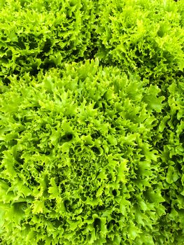 Close-up of curly green lettuce leaves. Summer vegetable garden.