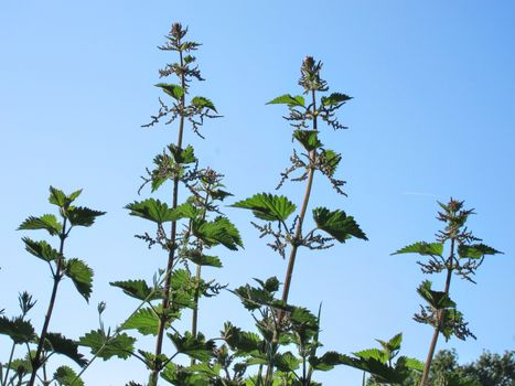 Stinging nettle