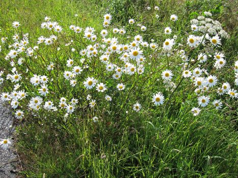Green grass and daisies