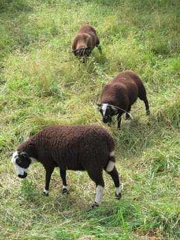 Sheep grazing