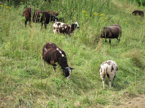 Sheep grazing